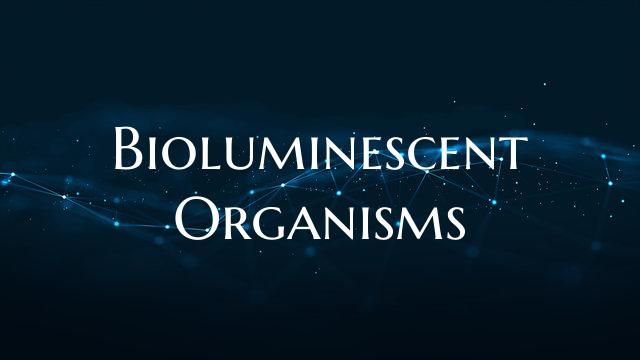 Bioluminescent Organisms