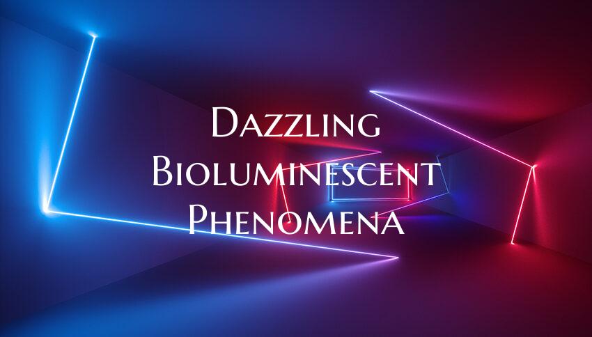 Dazzling Bioluminescent Phenomena