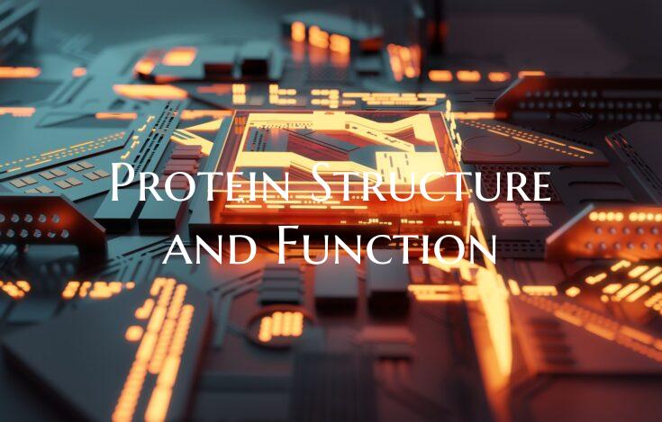 Protein Structure and Function